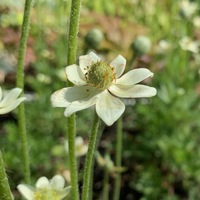 Anemone parviflora 